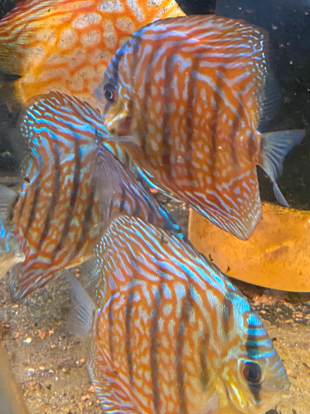Red turquoise discus Fish for Rehoming Ottawa Kijiji
