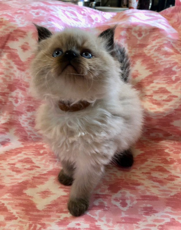 AVAILABLE-- MALE  Seal Point Himalayan/ Ragdoll Kitten in Cats & Kittens for Rehoming in Annapolis Valley - Image 2