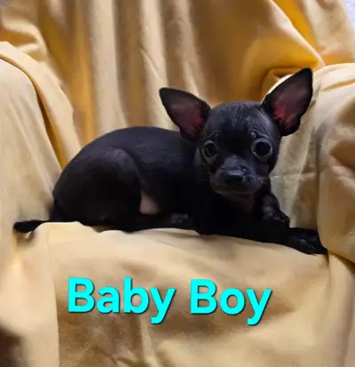 Chihuahua Yorkie Puppies, View more