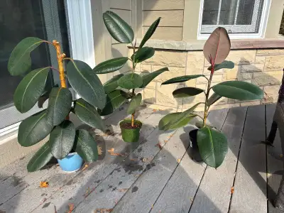 Propagated rubber trees, or ficus elastica, ready for a new home. $10 each. Pick up in Westmount.