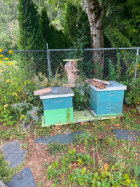 Beekeeping equipment for sale, Terrace,BC