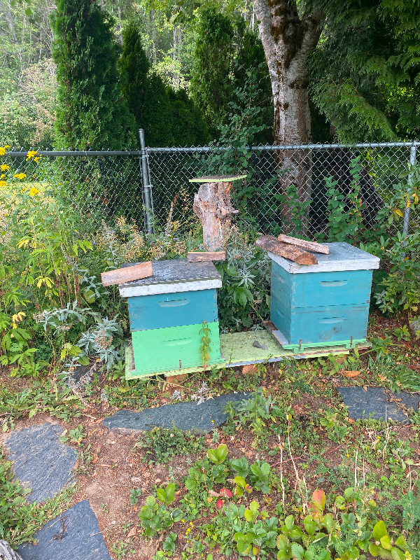 Beekeeping equipment for sale, Terrace,BC in Hobbies & Crafts in Terrace