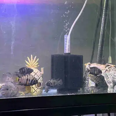  convict  cichlids , View more