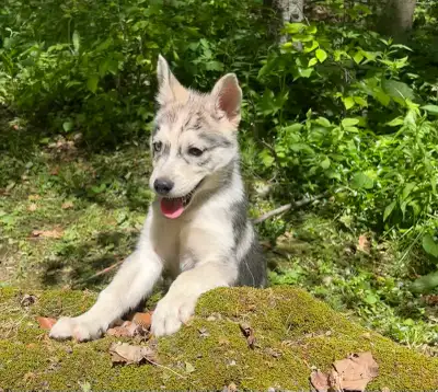 Husky puppies , View more