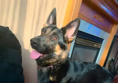Pure Bred German shepherd for rehoming to a good home who has the time and patience to train her. Pl...