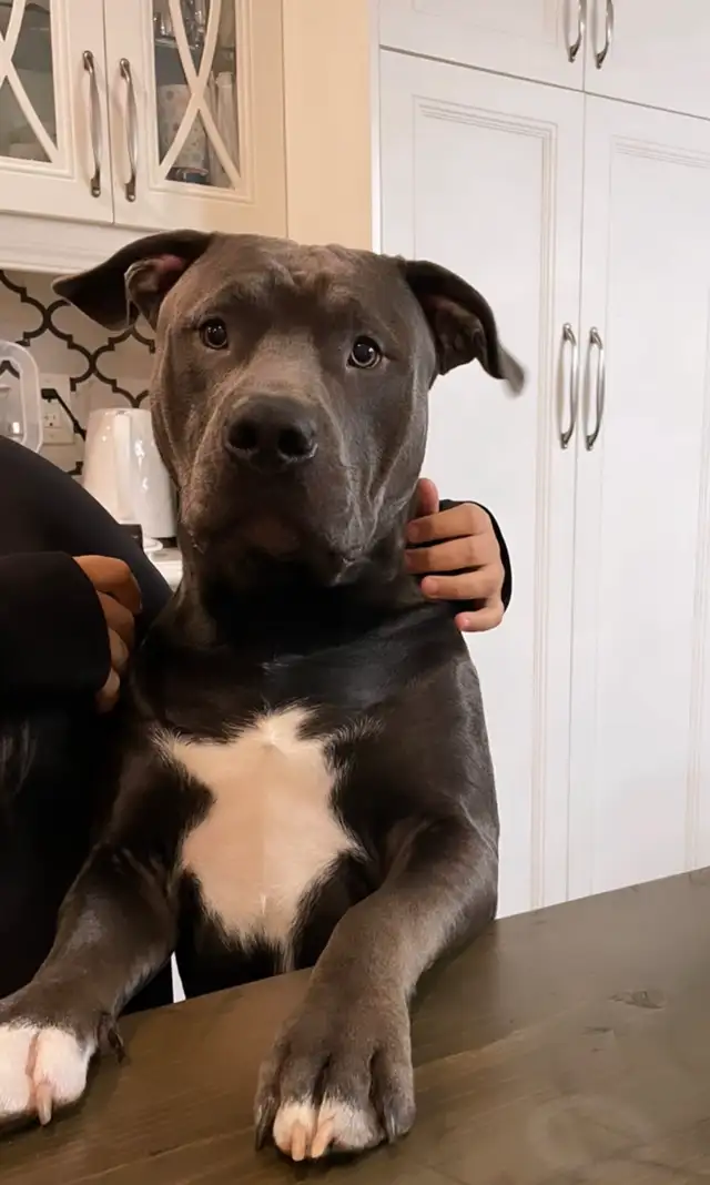 !!!!! 4 year old male beautiful dog !!!!!  (URGENT) in Dogs & Puppies for Rehoming in Markham / York Region - Image 6