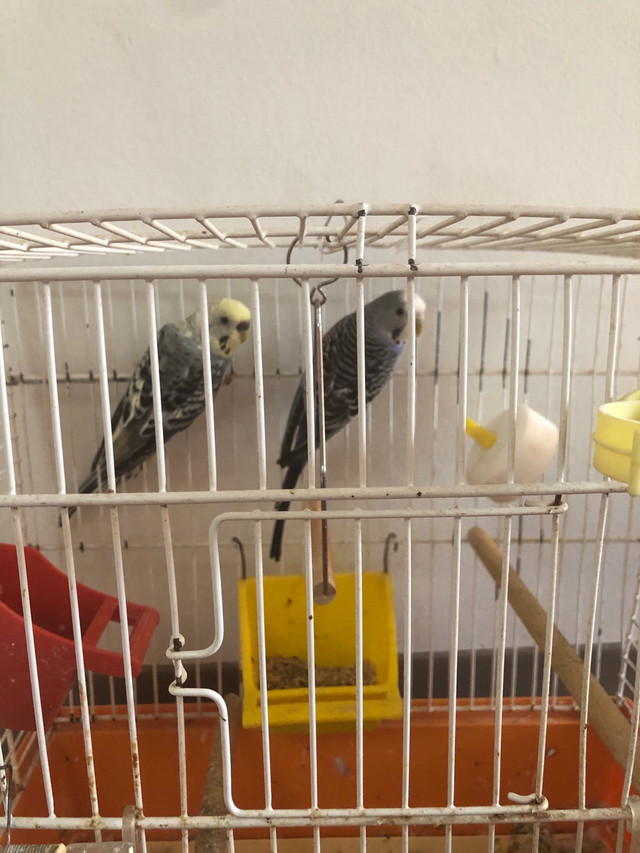 Budges for sale  in Birds for Rehoming in Winnipeg