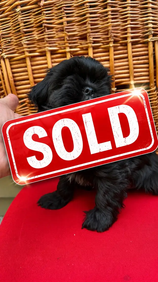 Shih tzu puppies 4 left in Dogs & Puppies for Rehoming in Vernon - Image 5
