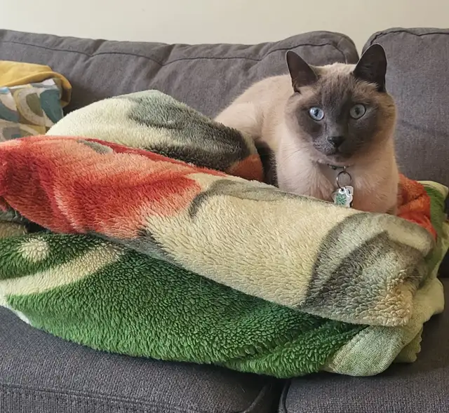 Rehoming 5.5 Year Old Male Siamese/Russian Blue in Cats & Kittens for Rehoming in Winnipeg - Image 6
