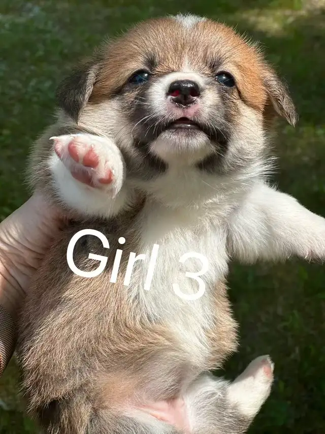 Two months old Welsh Corgi puppies in Dogs & Puppies for Rehoming in City of Toronto - Image 7
