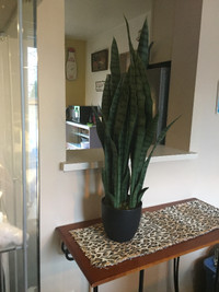Artificial Sansevieria Plant 35”  -  Nearly Natural   NEW