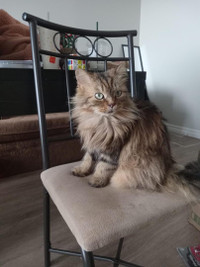 Looking for Transport for 4 cats from Deer Lake to Merlin (On)