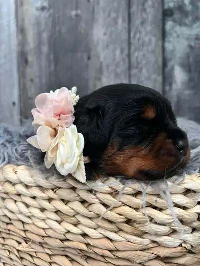 European Standard Rottweilers, View more