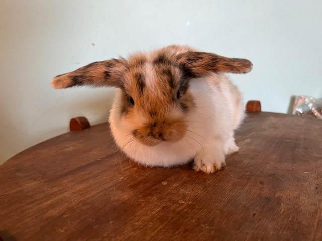 Holland Lop Male in Small Animals for Rehoming in Peterborough - Image 4
