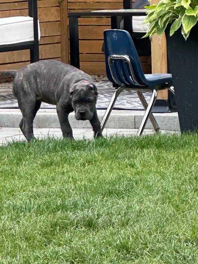 Cane Corso 11 week old female  in Dogs & Puppies for Rehoming in Mississauga / Peel Region - Image 4