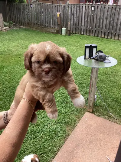 We had a litter of 6 beautiful Shih Tzu’s on May 2 2025; we have 3 boys available.(1st 3 pics) Full...