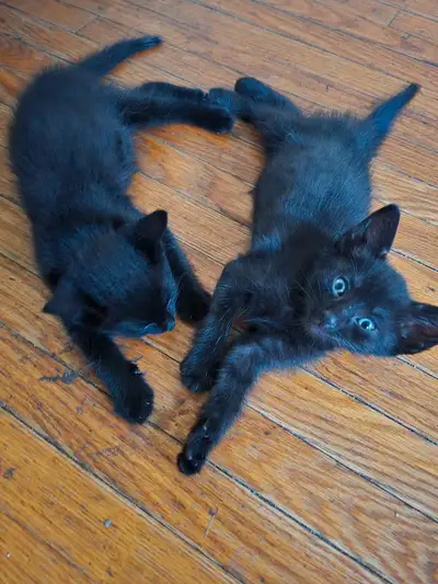Cute kittens for sale , View more