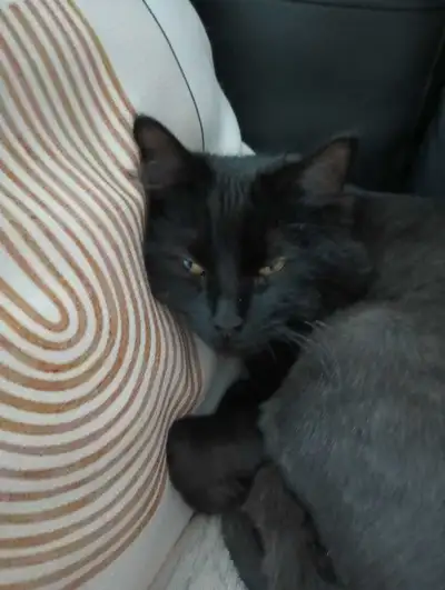 chat de 8 mois et demi a donné, View more