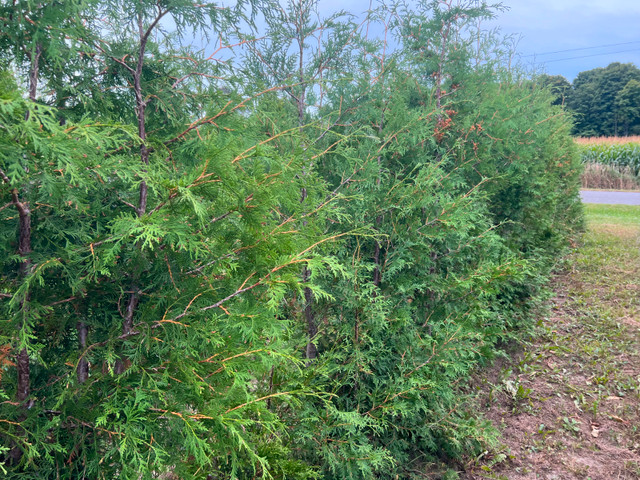 ***WHITE CEDARS AND EMERALD CEDARS FOR SALE*** in Plants, Fertilizer & Soil in City of Toronto