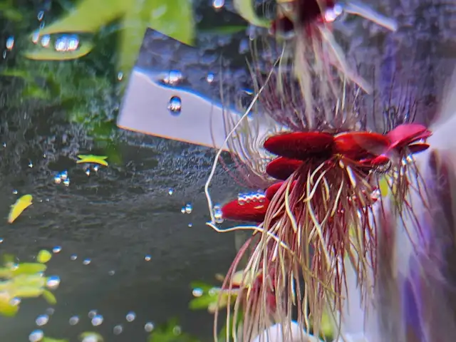 Floating aquarium plants combo-  2 types for $5 in Fish for Rehoming in Oakville / Halton Region - Image 3