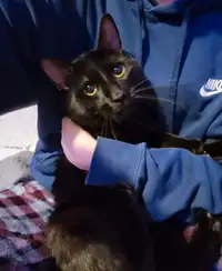 Friendly Male Black Cat