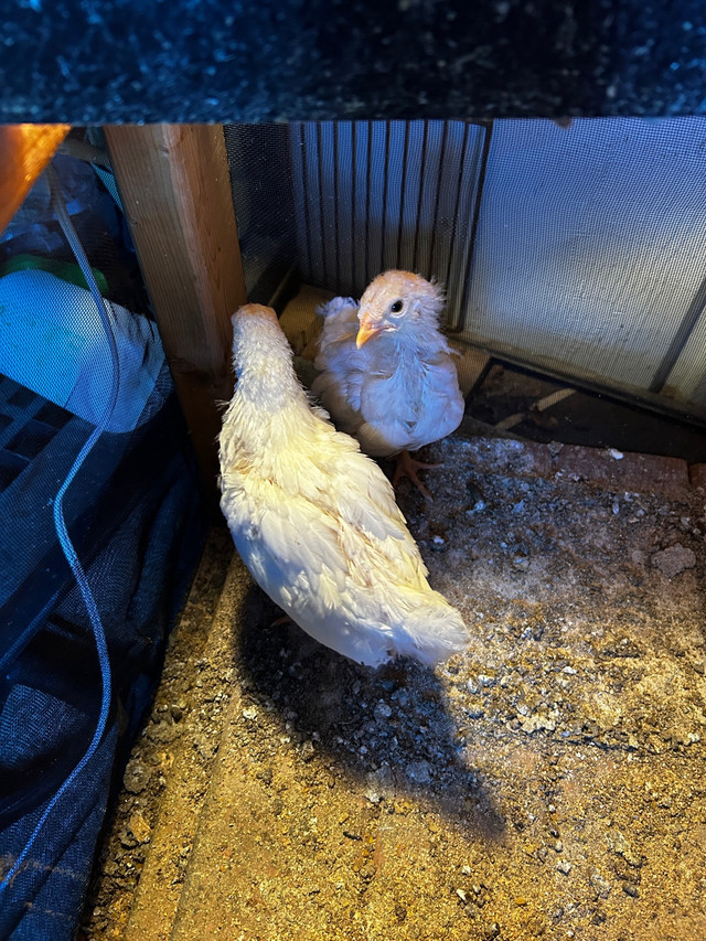 Chiken free 2 in Birds for Rehoming in La Ronge - Image 3