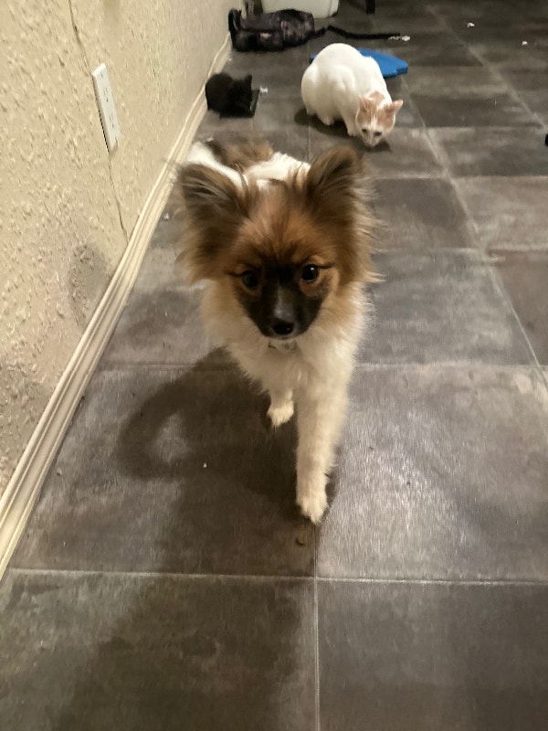 Year and a half old female long haired Chihuahua Dogs & Puppies for Rehoming Grande Prairie