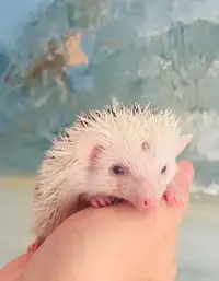 Cutest baby Pygmy Hedgehogs! Make awesome pets!