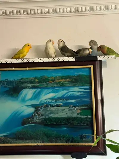 Baby Lovebirds – Healthy & Tame, Beautiful Mixed Colours, View more