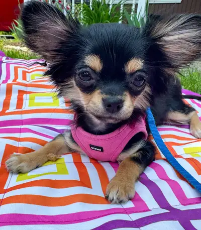 Please read the ad Chihuahua price starts at $1200 Beautiful apple head pups amazing temperaments. H...