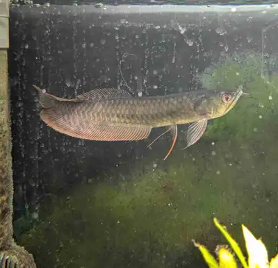 Silver Arowana, View more