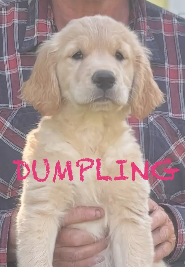 LAST TWO AVAILABLE! Golden Retriever / Labrador puppies in Dogs & Puppies for Rehoming in London - Image 2