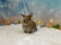 Netherland dwarf females bunnies 