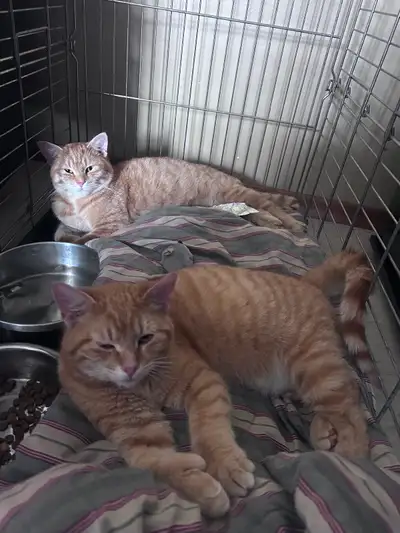 Orange tabby twin Cats, View more