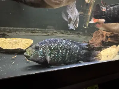 Jack Dempsey Cichlid, View more