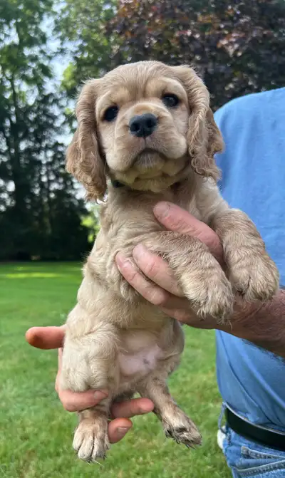 Cocker Spaniel puppies (1) available July 23rd, View more