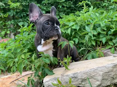 1 Male Brindle  5 year Health Guarantee **Ready now**, View more