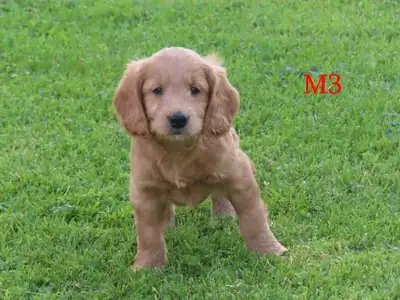 Mini goldendoodle  puppies., View more