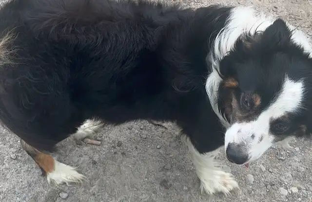 border collie in Free Stuff in Muskoka - Image 2