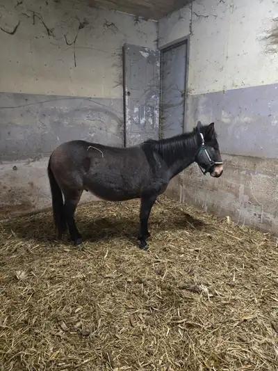 Mule for sale, View more