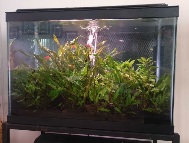 2x 20 Gallon Planted Tanks in Fish for Rehoming in St. Catharines - Image 2