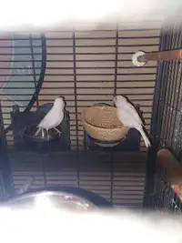 Male Canary and the cage