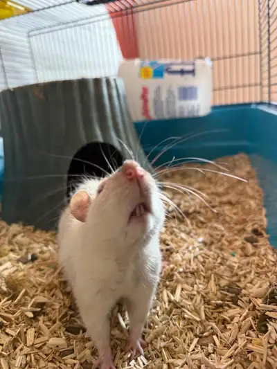 Solo pet rat Draco searching for loving home, View more
