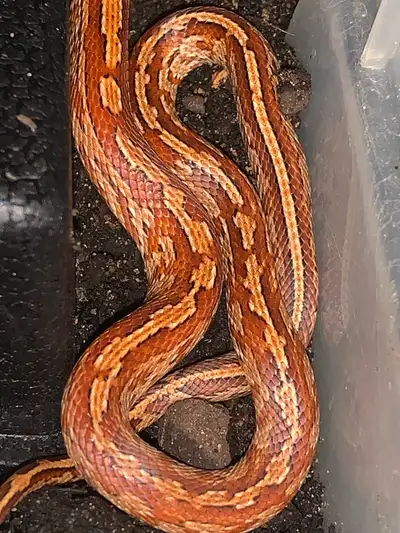 2025 - Male Masque Tessera +, View more