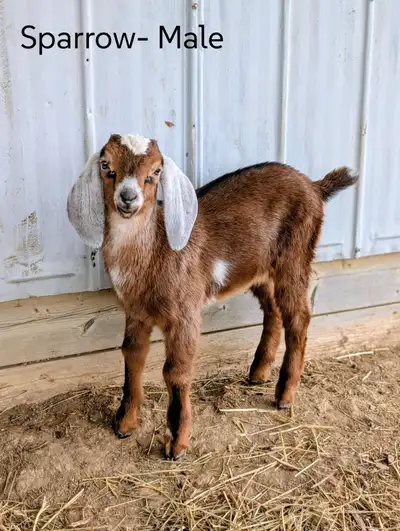 Nubian buckling goats, View more