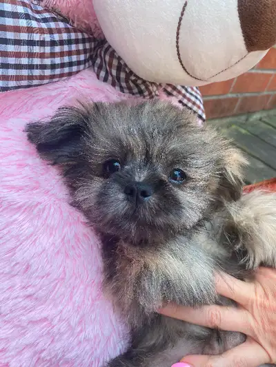 Mini Cuddly soft adorable male Pomeranian Shih Tzu puppies. 2 male available now. Weight full grown:...