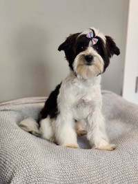 Gorgeous Biewer Yorkie Female - 6 months old  Grande Prairie Alberta Preview