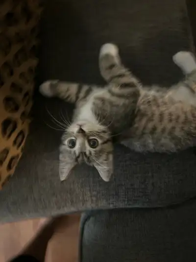 Cute Female Kitten 10 Weeks Old, View more