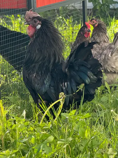 Friendly Roo, really nice to the hens. Only selling him because my other rooster is too aggressive w...