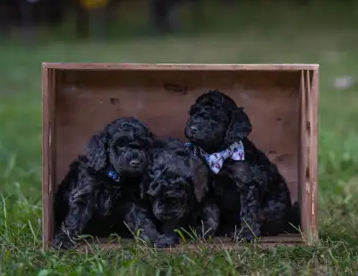 Micro Goldendoodle Puppies, View more